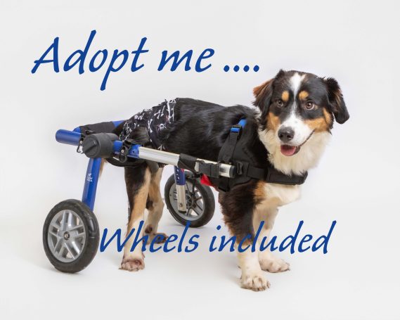 A disabled Collie cross dog pictured using his wheels against a white background