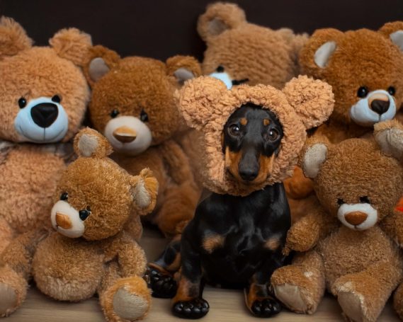 A Dachshund dog wearing a teddy bear headpiece sitting amongst a group of teddies 